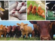 Private sector targets $3bn livestock market expansion