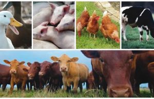 Private sector targets $3bn livestock market expansion