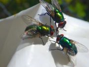 Rubbish bins stay clean and won’t attract flies if you get rid of a common household item