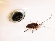 How To Get Rid Of Roaches In Your House And Stop Them From Coming Back