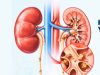 STRATEGIC: How to Spot the Subtle Signs of a Blocked Ureter Before Permanent Kidney Damage Occurs.