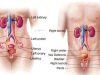 Five Foods That Clean Your Urinary Tract And Prevent Kidney Problems