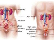 Five Foods That Clean Your Urinary Tract And Prevent Kidney Problems