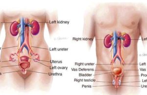 Five Foods That Clean Your Urinary Tract And Prevent Kidney Problems