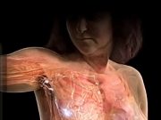 Breast Cancer: Factors That Increase Your Chances of Getting Breast Cancer