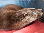 Chaos as ‘Bold Otter’ Invades Garden Centre, Eats Free Food and Refuses to Leave.