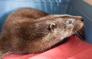 Chaos as ‘Bold Otter’ Invades Garden Centre, Eats Free Food and Refuses to Leave.