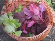 10 Health Benefits of Amaranth Leaves That You Must Know