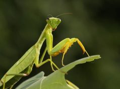 10 Fascinating Animals That Sacrifice Their Lives After Childbirth