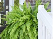 Place these five plants in front of your door to attract good luck, see the plants