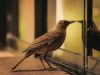 What It Means Spiritually When a Bird Knocks at Your Window