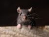 Keep rats out of your house and garden with 3 smells they absolutely hate