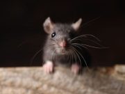 Keep rats out of your house and garden with 3 smells they absolutely hate