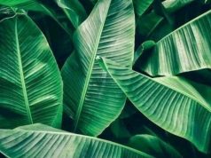 Banana Leaves Found Effective in Treating Ten Various Diseases
