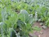 Stop Mixing Spinach Together With Sukuma Wiki, as it has been revealed to have these effects