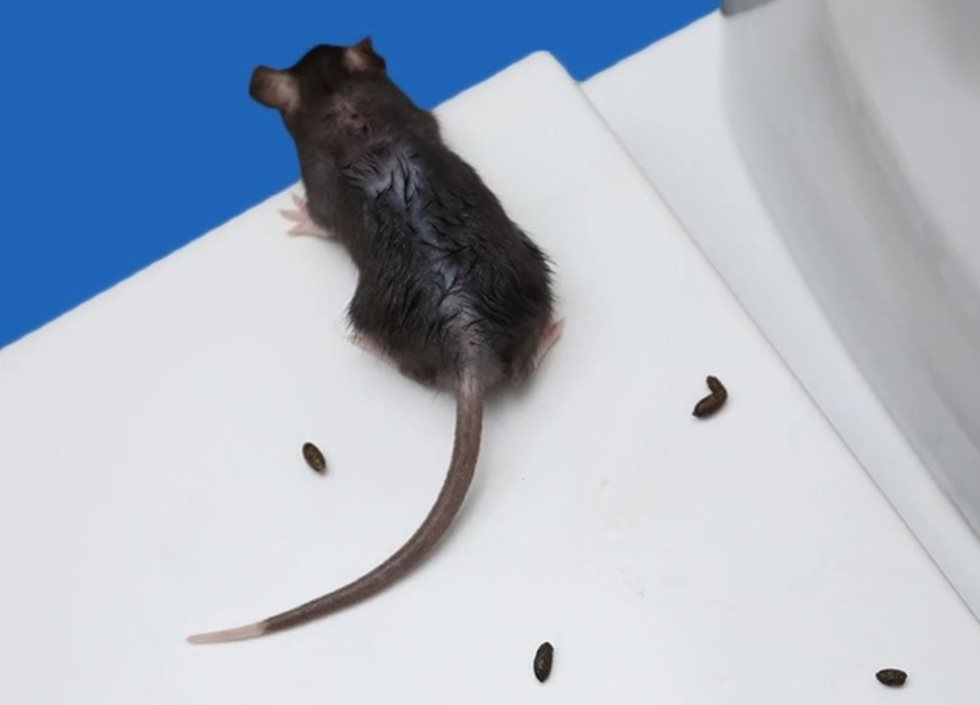 Here’s Why You Should Never Sweep Mouse Droppings