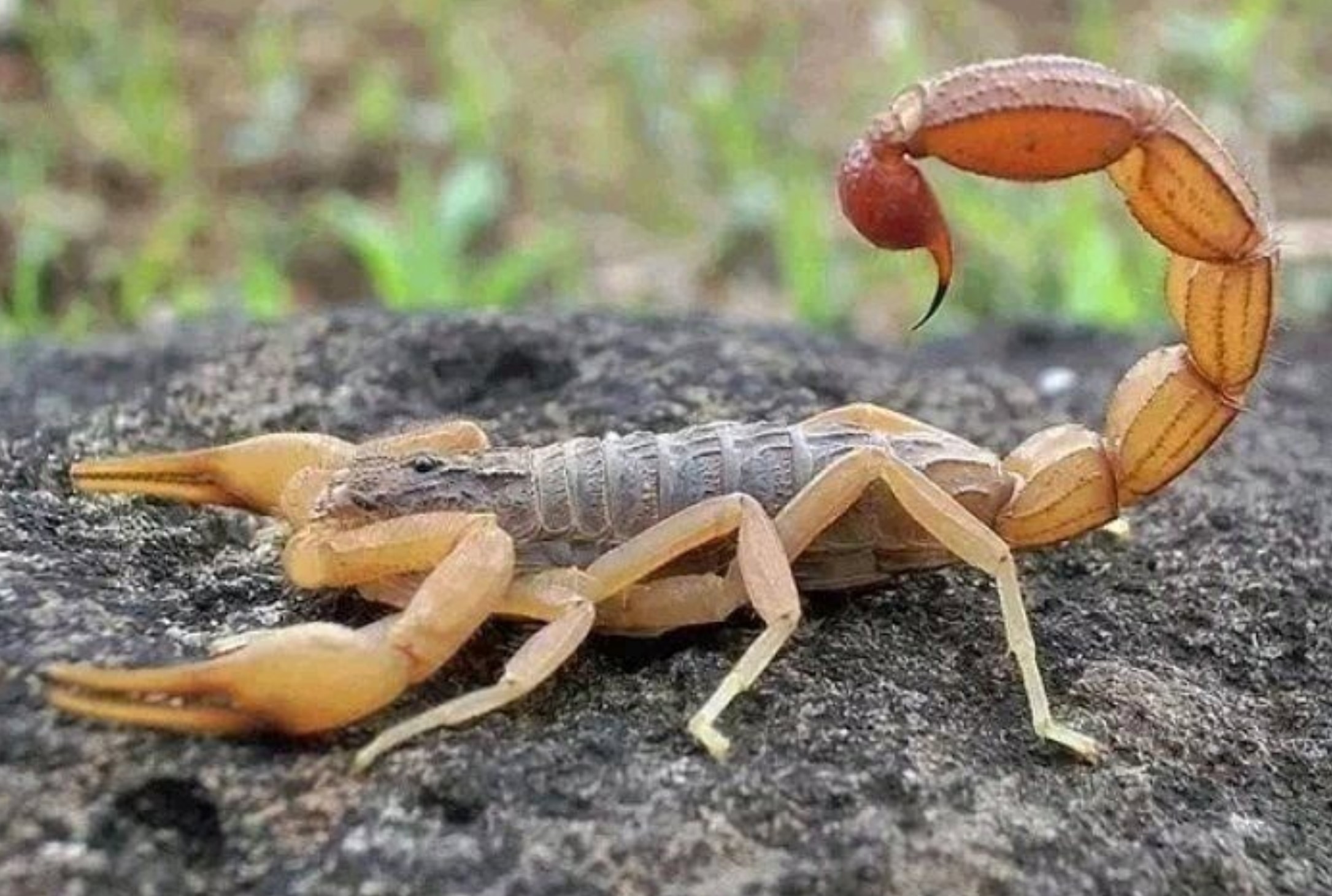 If A Scorpion Stings You At Home Do Not Panic, Do This To Get The Poison Out And Save Your Life
