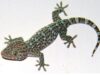Reasons Why Wall Geckos Keep Coming into Your House and How You Can Stop Them from Coming