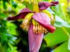 Reasons Why You Should Boil Banana Flowers And Drink The Water Regularly In Moderation