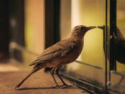 What It Means Spiritually When a Bird Knocks at Your Window