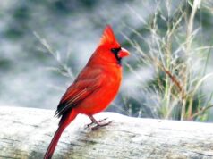 7 common animals ancestors use to send messages