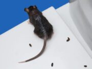 Here’s Why You Should Never Sweep Mouse Droppings