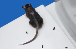 Here’s Why You Should Never Sweep Mouse Droppings