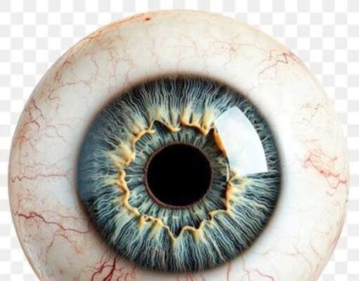 The Only Human Body Parts That Do Not Grow After Birth Until Death
