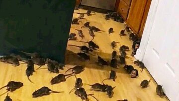 I Came Home to a House Full of Rats — Then I Discovered Someone Was Behind It