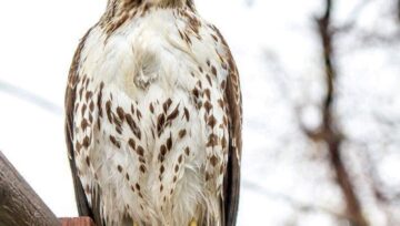 Common animals ancestors used to send messages